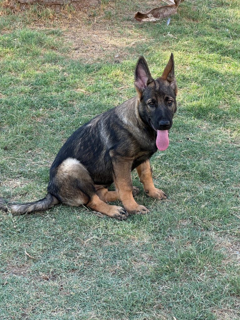 CzShepherds puppies