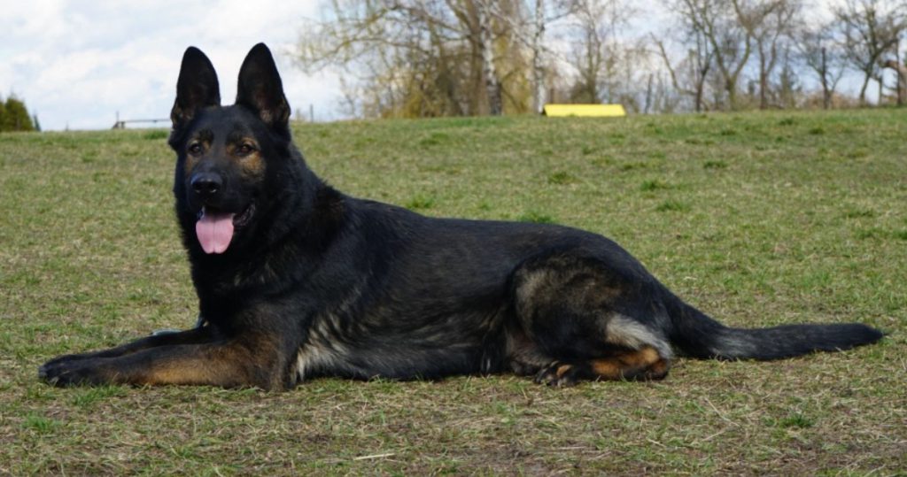 CzShepherds, 2024 09 09 15 02 33 Jinopo.CZ Czech, Slovak, D