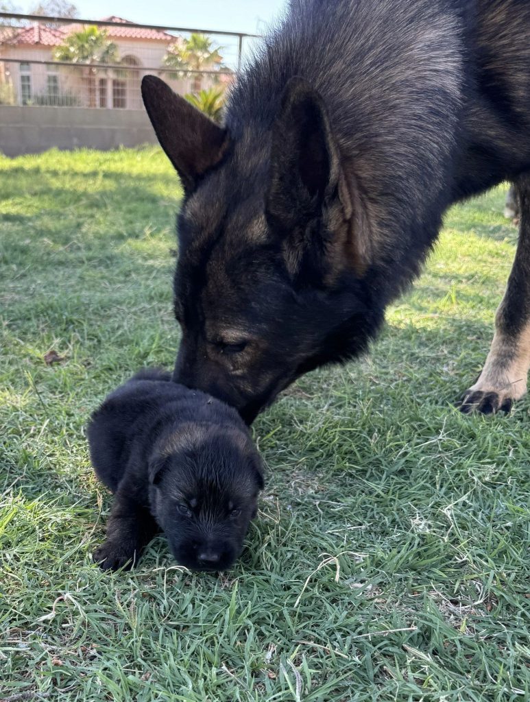 CzShepherds, 42b184ab c387 4977 8f65 0d18e4ef7384