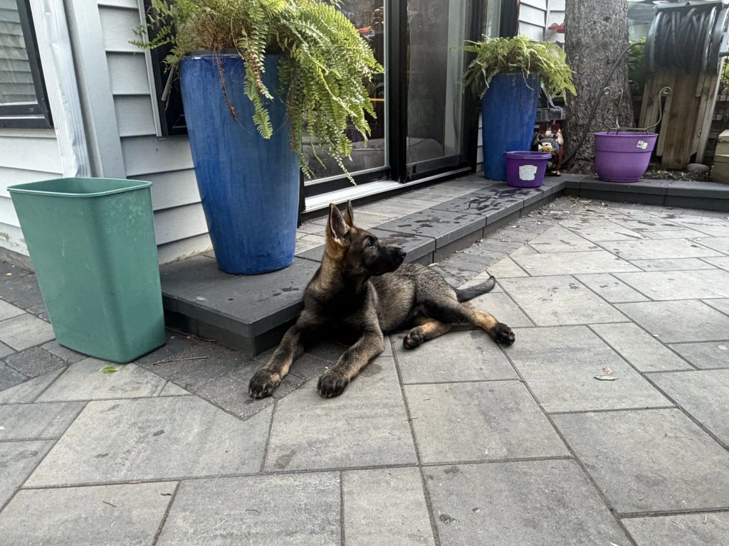 Atti z Jirkova dvora, puppies