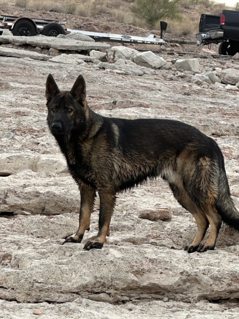 CzShepherds, IMG 1231
