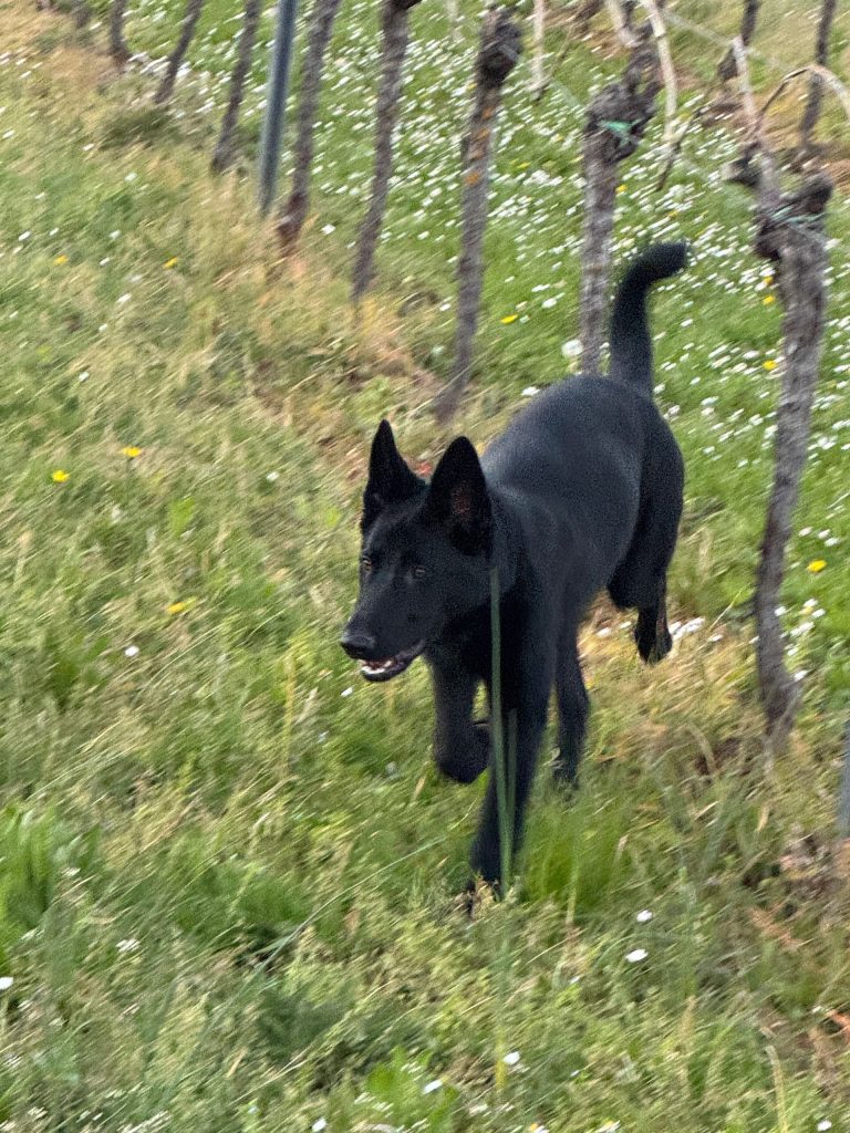 CzShepherds, IMG 1807