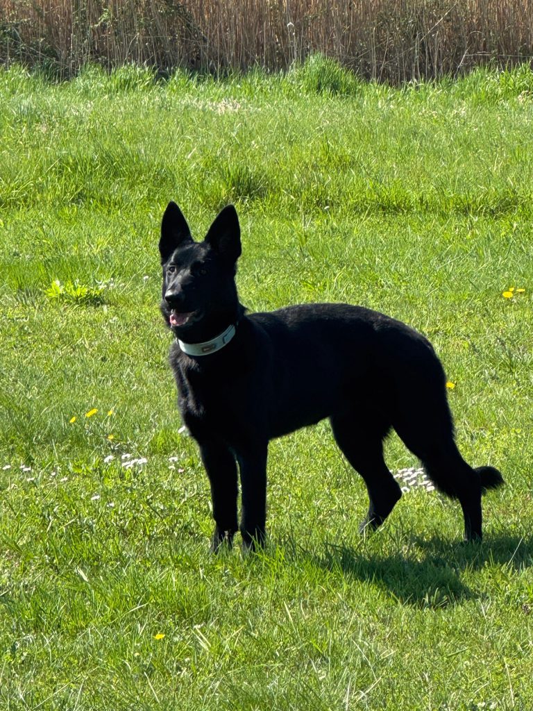 CzShepherds, IMG 1915