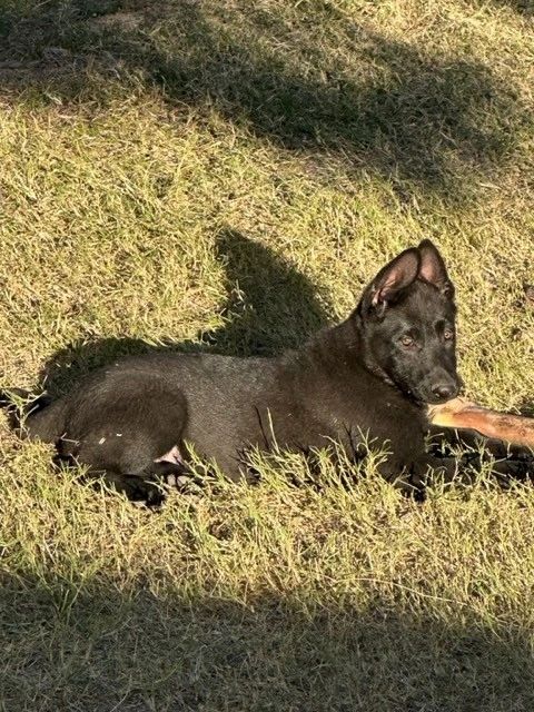 CzShepherds puppy