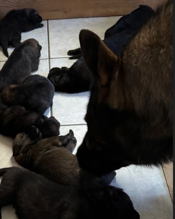 CzShepherds puppy