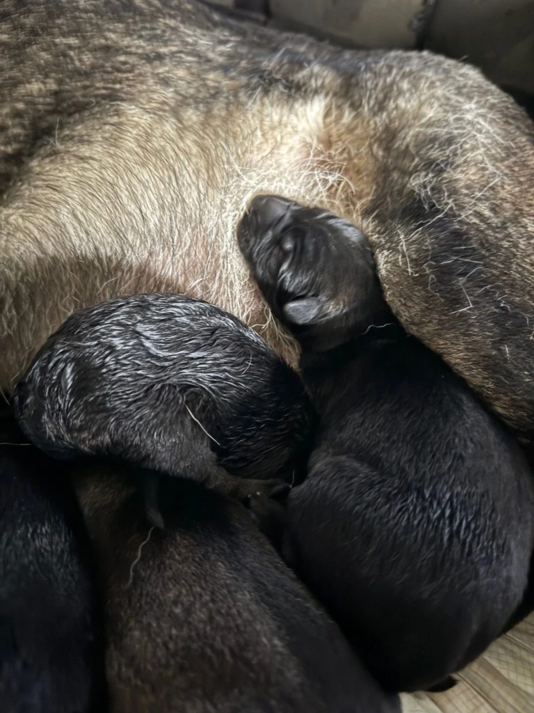 CzShepherds, day 1