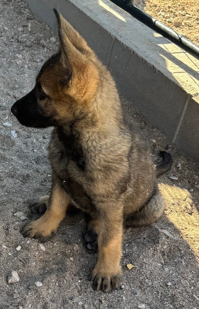 CzShepherds, female