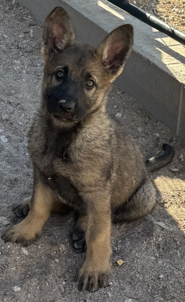 CzShepherds, female2
