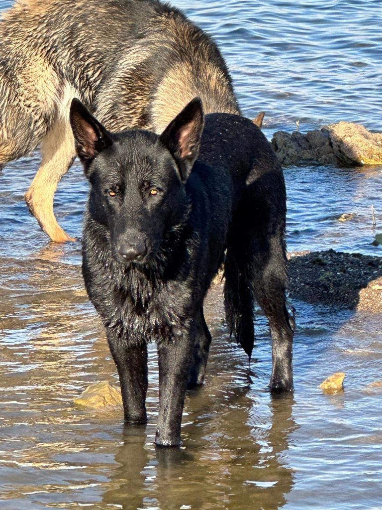 Maximus