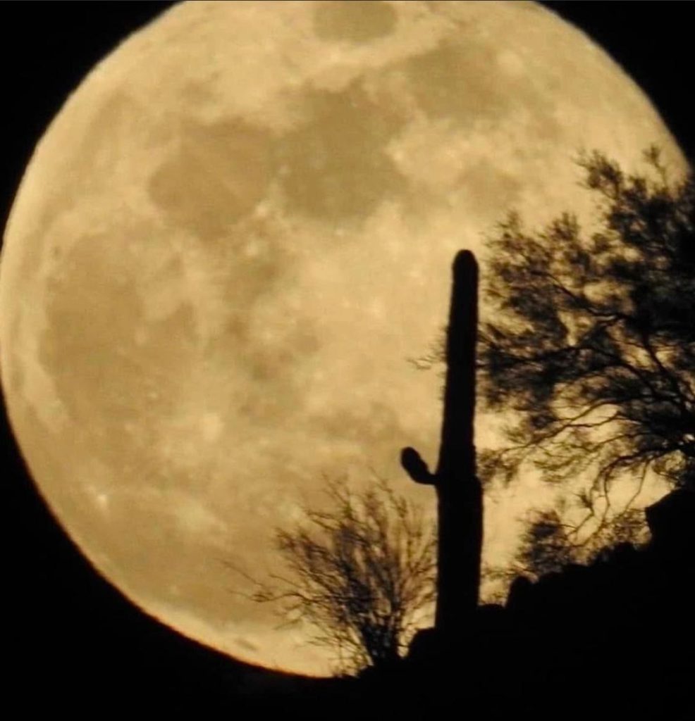CzShepherds, moon in AZ