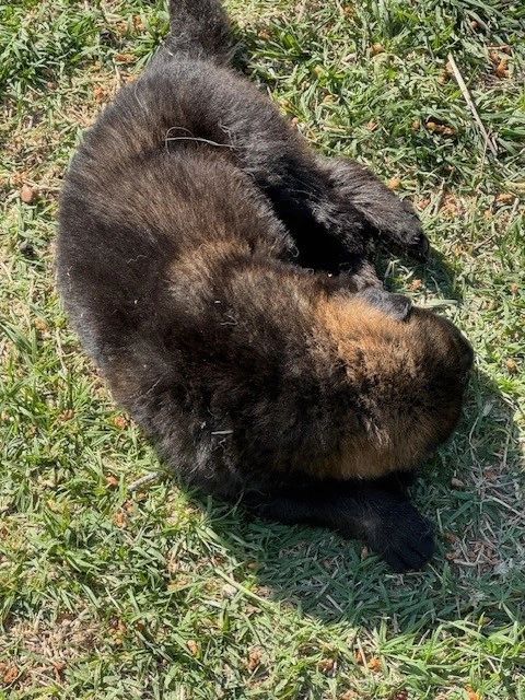CzShepherds puppy
