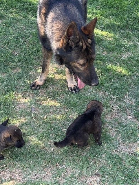 CzShepherds puppy