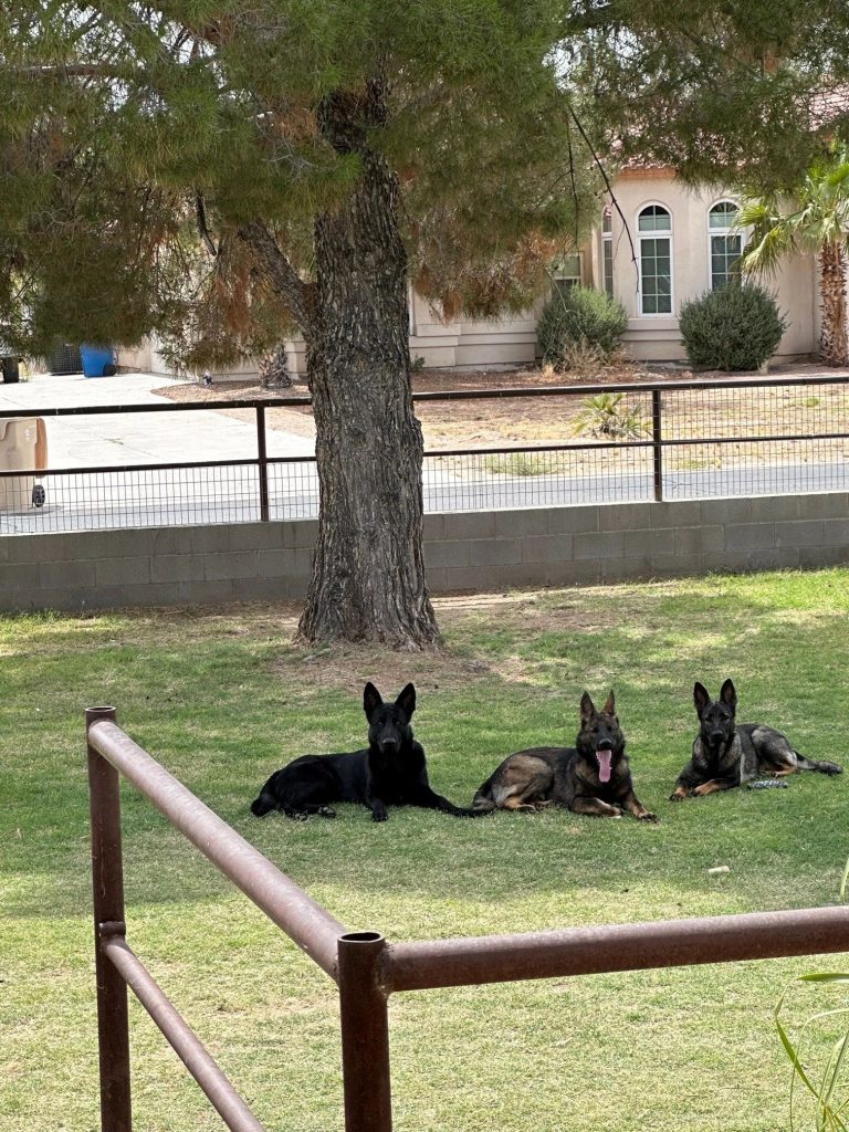 CzShepherds, rat pack
