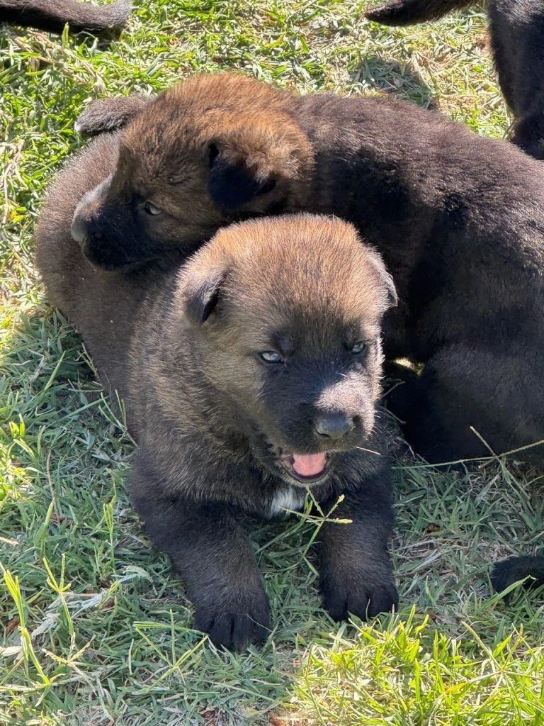CzShepherds, thumbnail IMG 6583