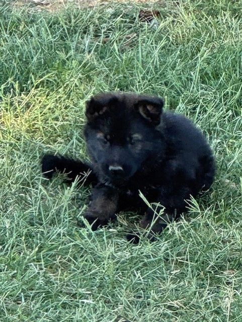 CzShepherds, thumbnail IMG 7061