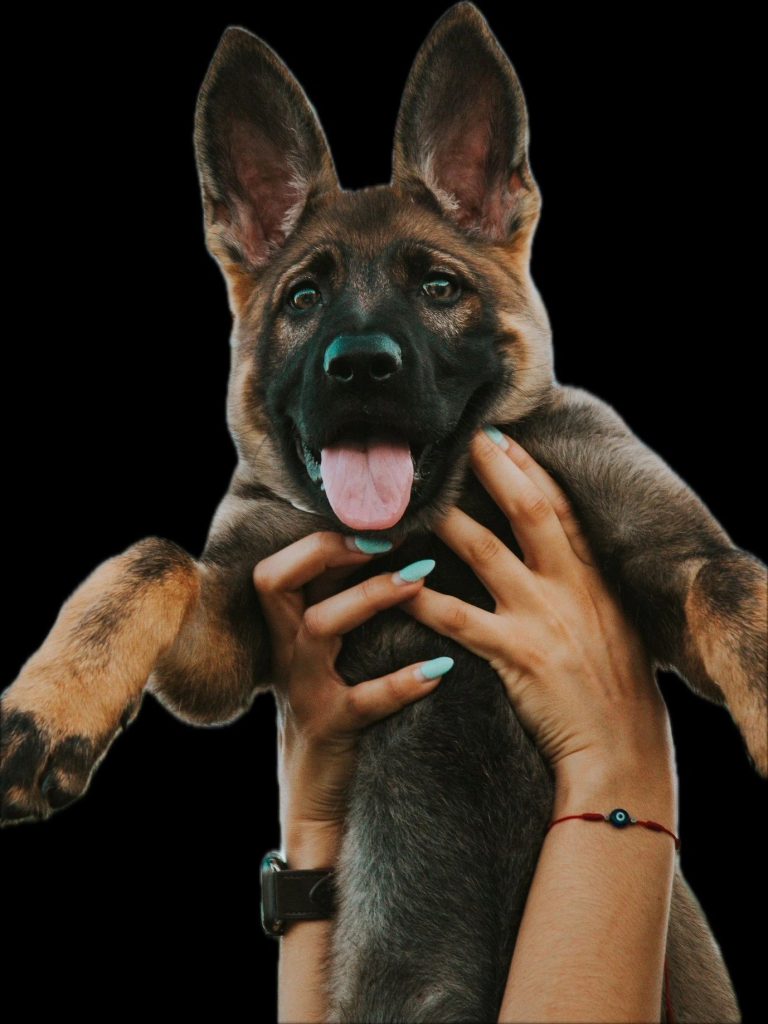CzShepherds, thumbnail IMG 7464