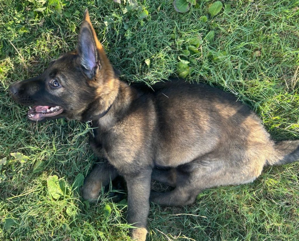 CzShepherds puppy